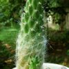 Austrocylindropuntia _floccosa _KK393 _05